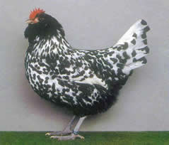 Thüringer Barthühner  